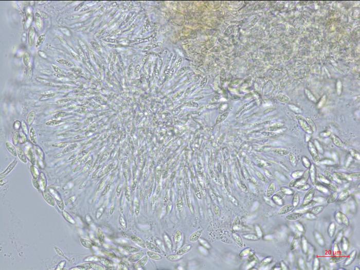 Coniella_vitis_3