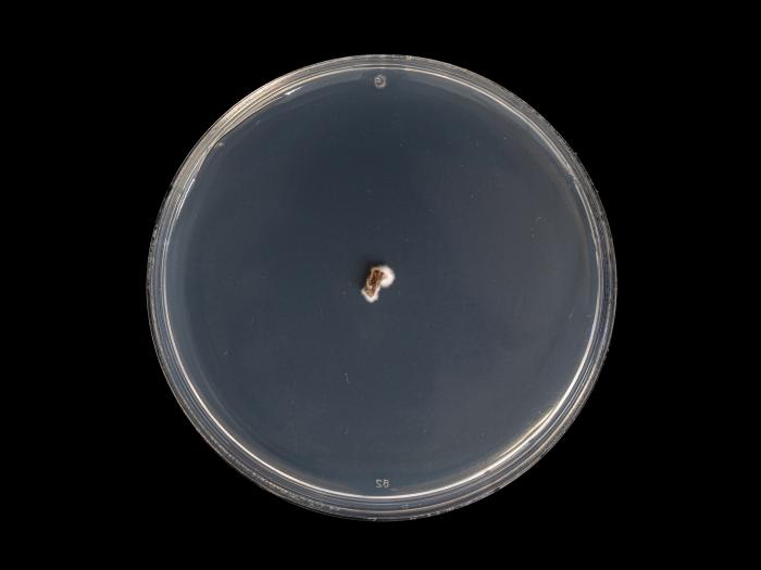 Diplocarpon_fragariae_5