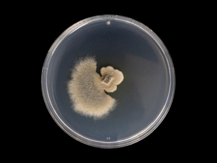 Neofusicoccum_parvum_1