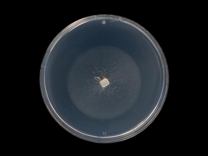 Neocosmospora_solani_8