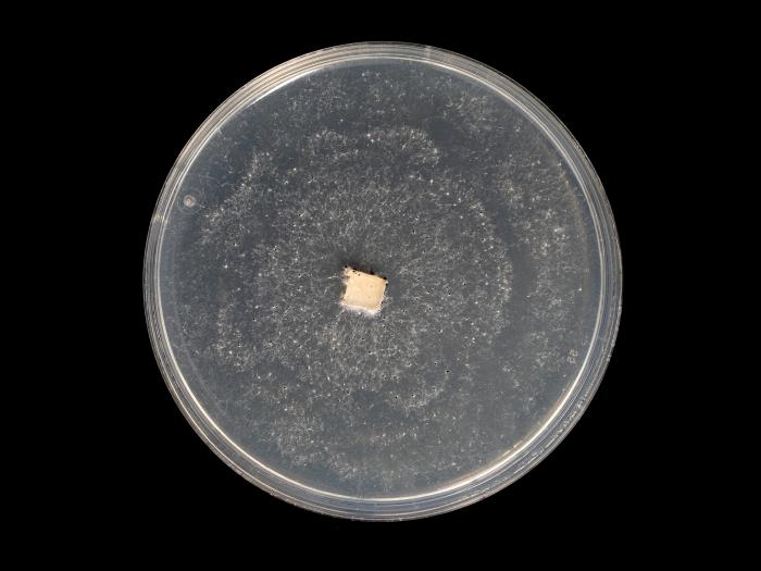 Neopestalotiopsis_sp_9