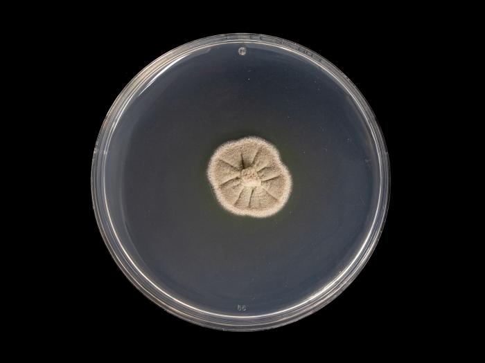 Phaeoacremonium_minimum_2
