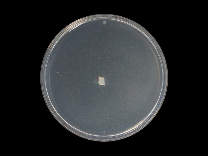 Phytophthora_cactorum_8