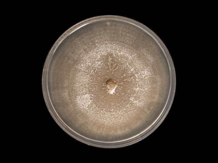 Plectosphaerella_cucumerina_8