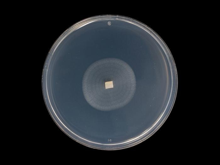 Plectosphaerella_cucumerina_9