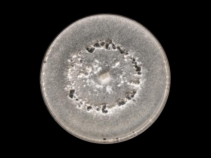 Sclerotinia_sclerotiorum_6