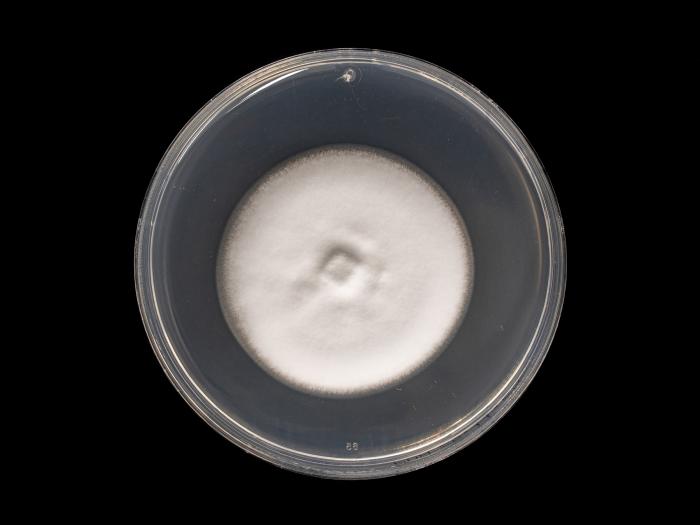 Verticillium_alboatrum_2