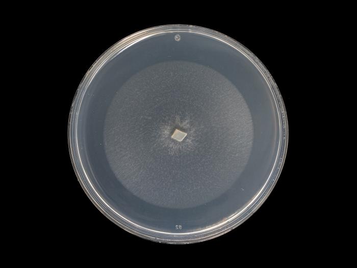 Verticillium_alboatrum_5