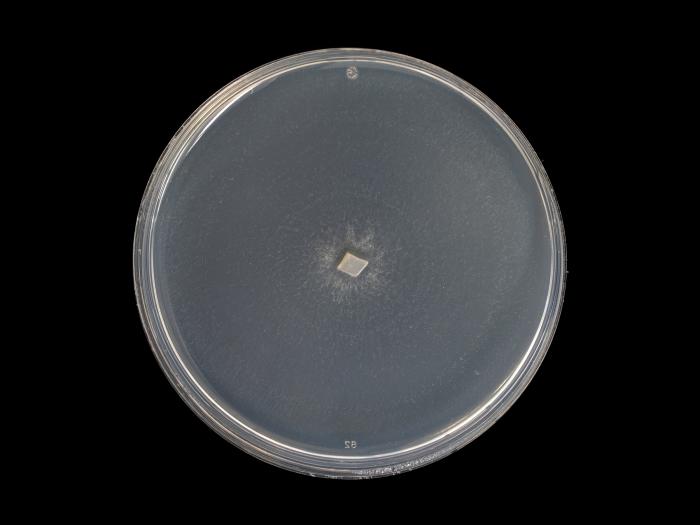 Verticillium_alboatrum_6