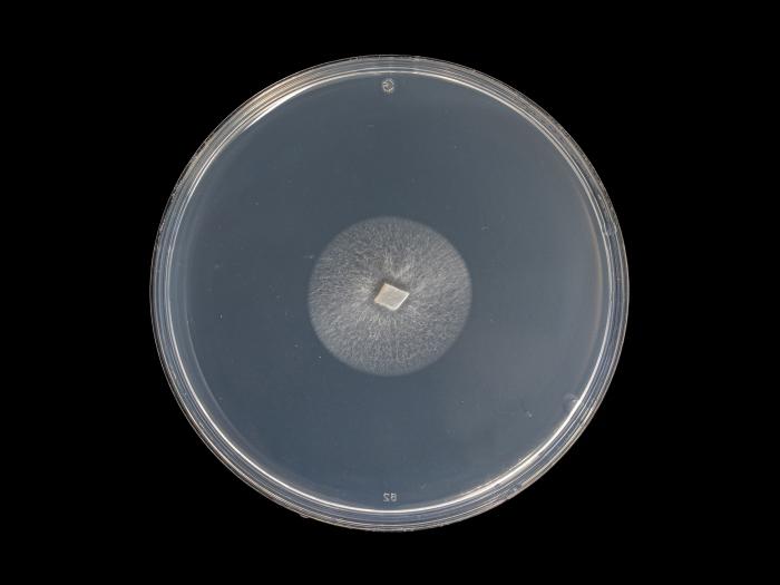 Verticillium_alboatrum_4