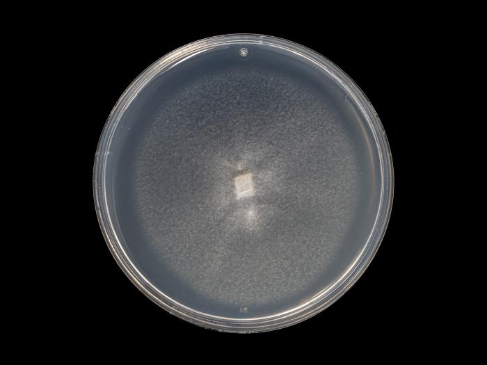 Verticillium_dahliae_9