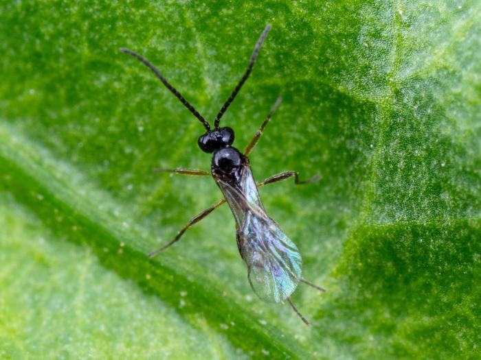 Aphidius colemani