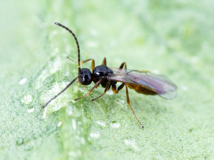 Aphidius matricariae