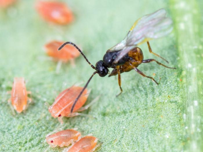 Aphidius matricariae