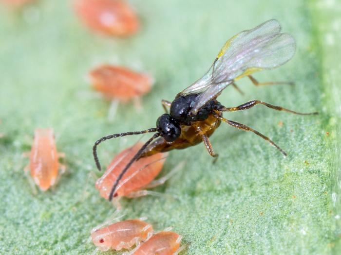 Aphidius matricariae