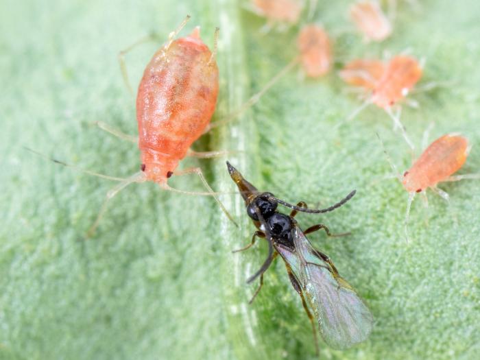 Aphidius matricariae