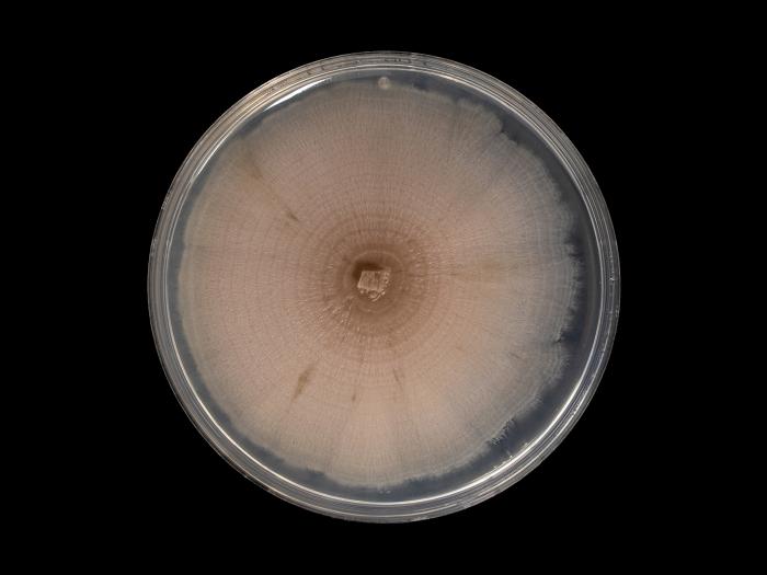 Aureobasidium_pullulans_2