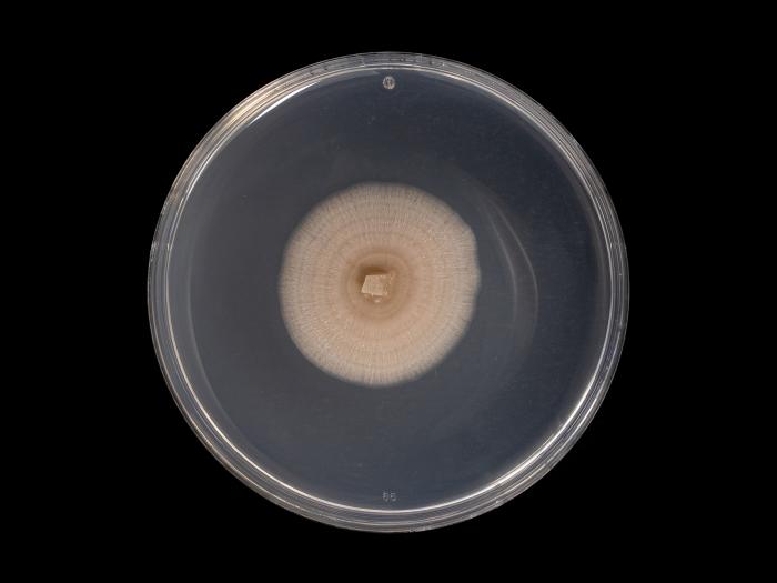 Aureobasidium_pullulans_1