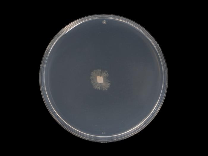 Aureobasidium_pullulans_3