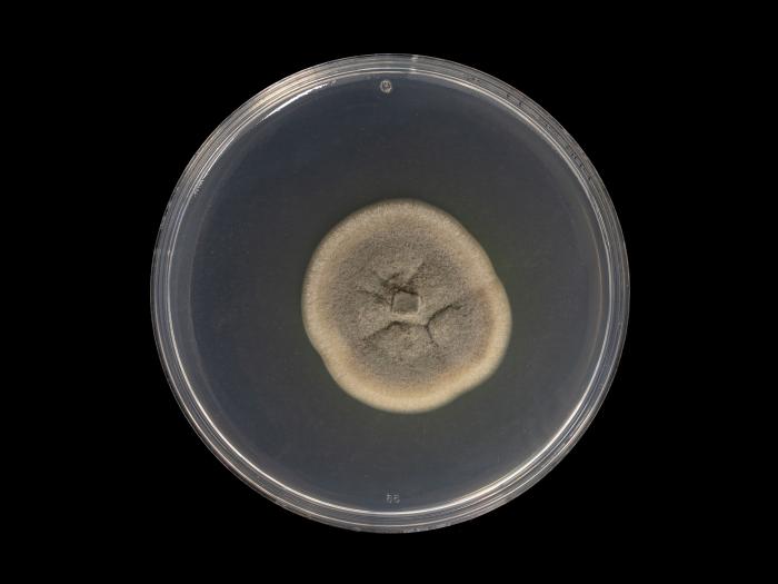 Cadophora_luteo-olivacea_2