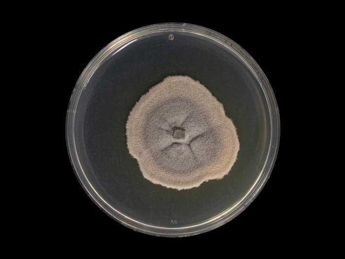 Cadophora_luteo-olivacea_3