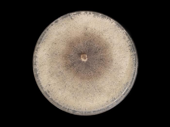 Cytospora_chrysosperma_4