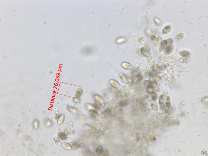 Diplodia_bulgarica_1