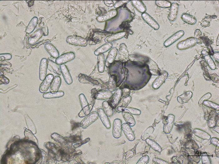 Erysiphe_sp_1