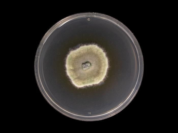 Godronia_cassandrae_3