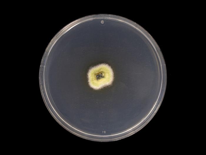 Godronia_cassandrae_1