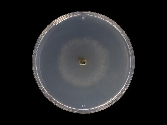 Godronia_cassandrae_5