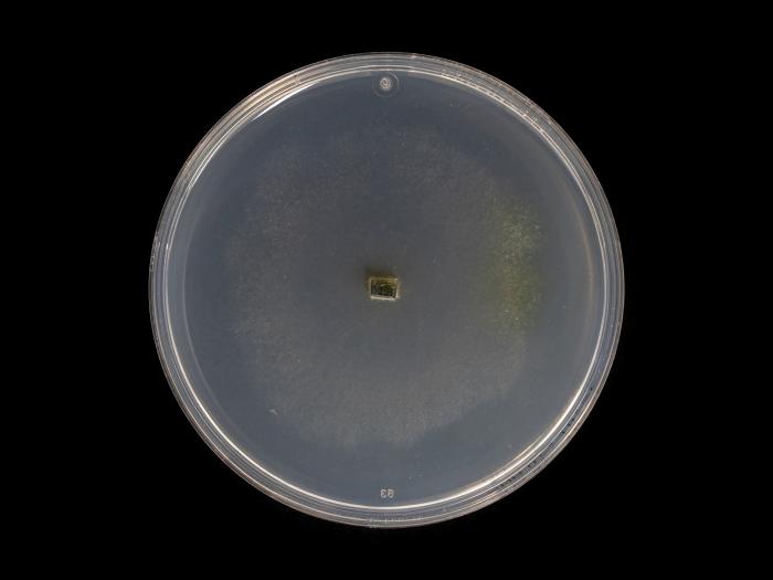 Godronia_cassandrae_6