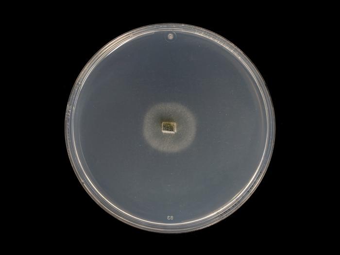 Godronia_cassandrae_4