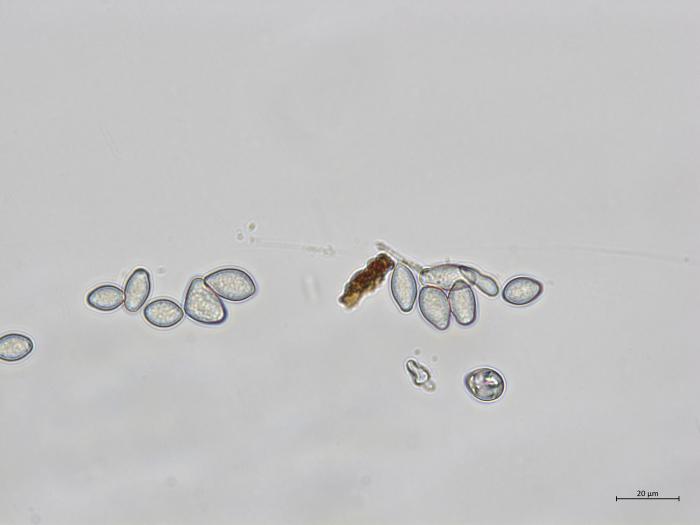 Monilinia_fructicola_2