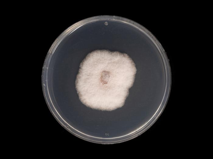 Neocosmospora_phaseoli_1