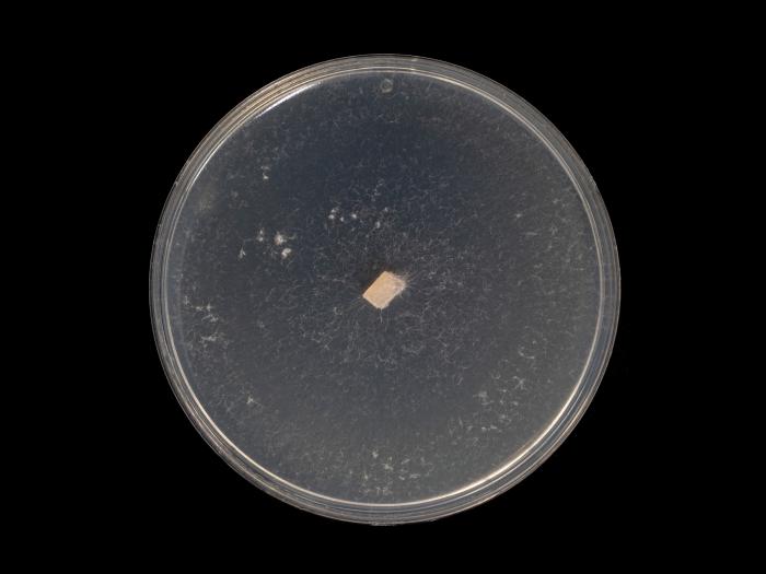 Neocosmospora_phaseoli_5