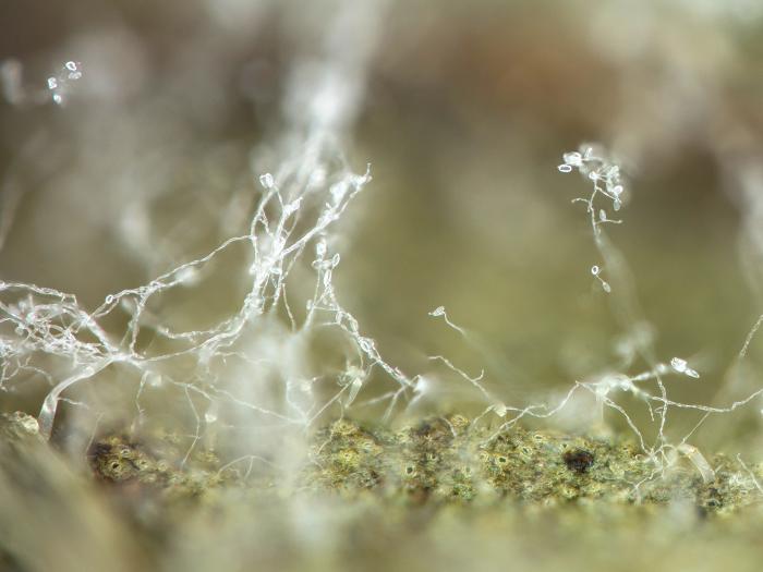 Phytophthora_infestans_7