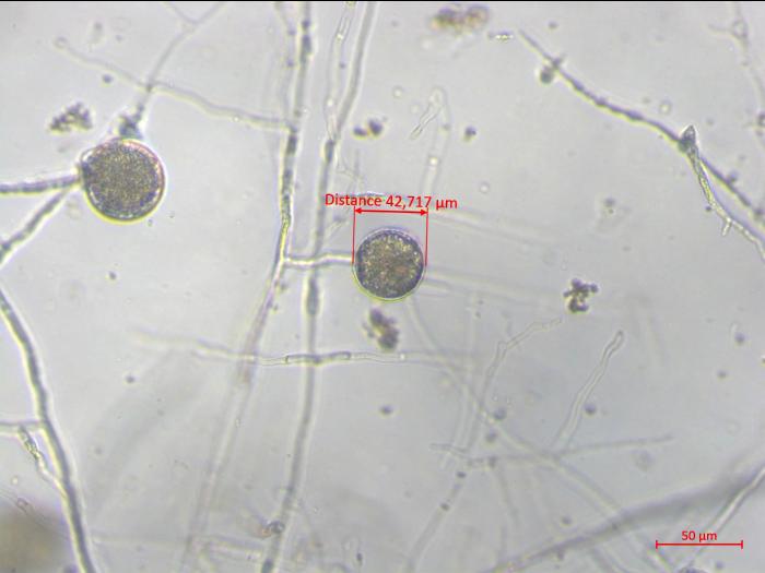 Phytophthora_sojae_2