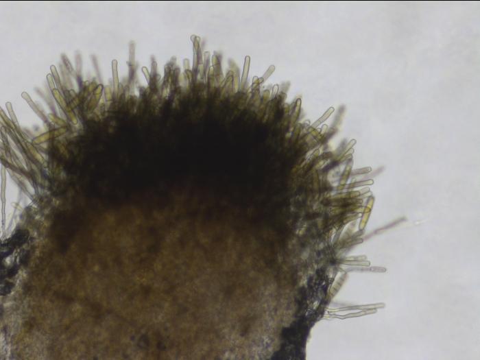 Pyrenophora_avenae_1