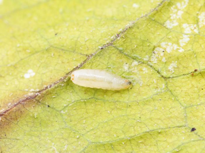 Rhagoletis striatella