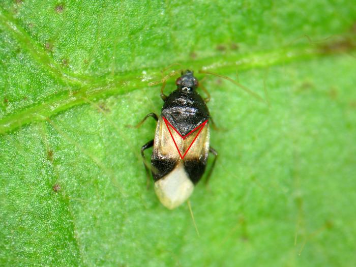 Orius insidiosus