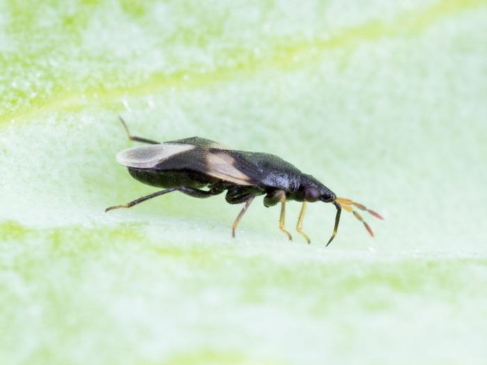 Orius insidiosus