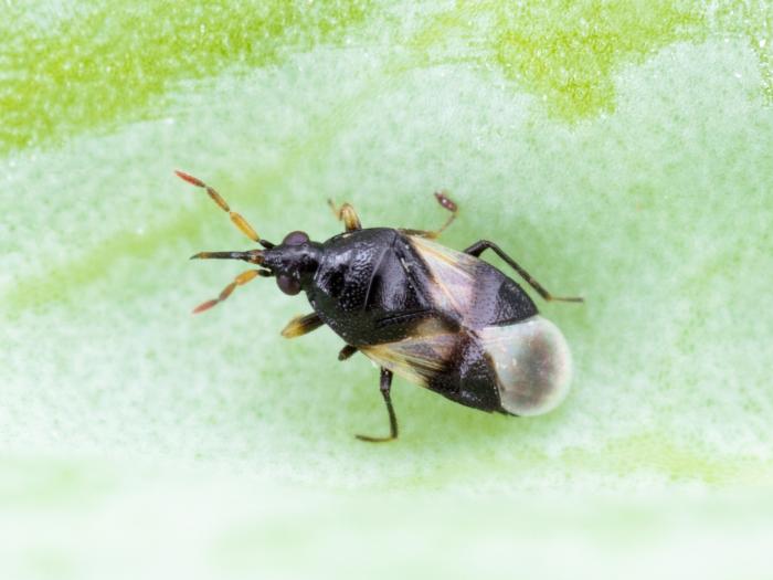 Orius insidiosus