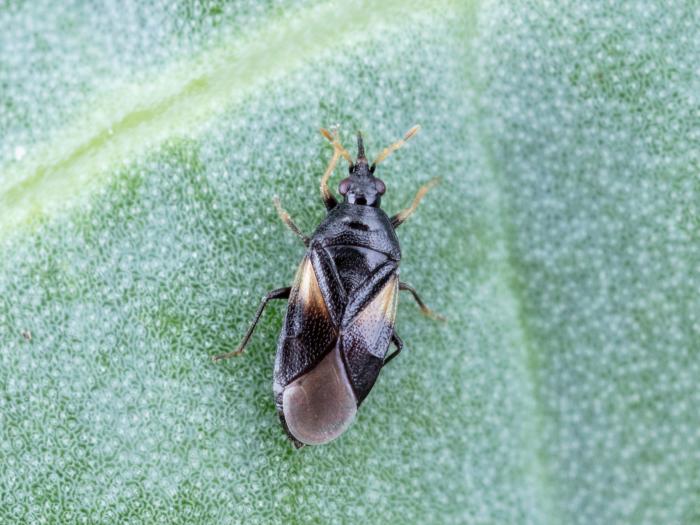 Orius tristicolor