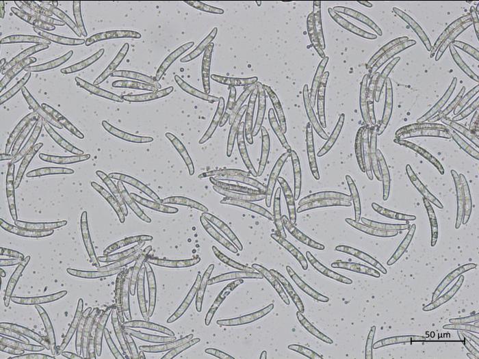 Thelonectria_veuillotiana_1