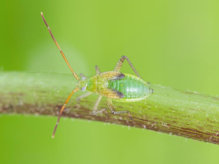 Capside de la luzerne (Adelphocoris lineolatus)