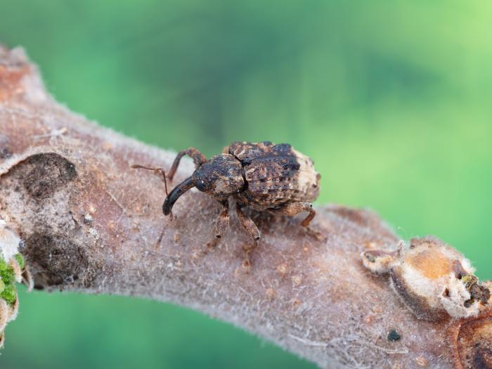 Charançon du noyer (Conotrachelus juglandis)