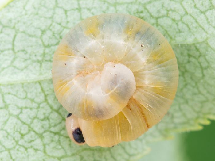 Tenthrède du sureau (Macrophya epinota)