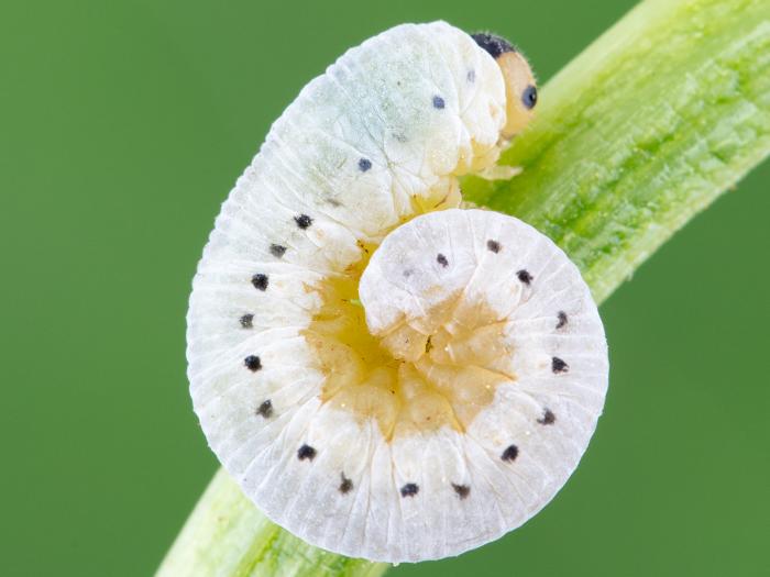 Tenthrède du sureau (Macrophya epinota)