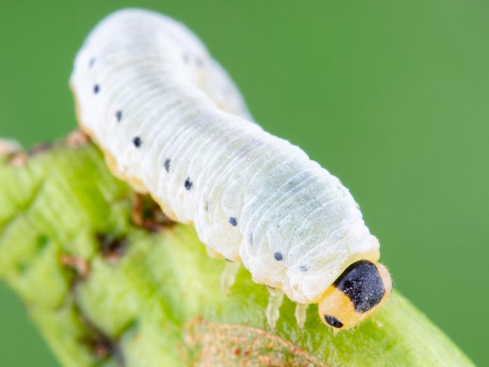 Tenthrède du sureau (Macrophya epinota)
